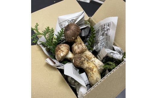 【数量限定】 天然松茸 250g 松茸ご飯、焼き松茸、土瓶蒸しなど 訳あり（簡易包装） F4N-2521