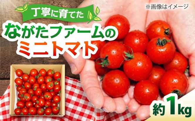 ミニトマト 1kg 野菜 トマト 愛西市 / ながたファーム [AEDT001]