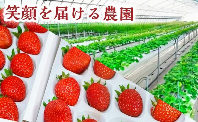 【甘さと爽やかさの贅沢セット】いちごミルクアイス＆いちごシャーベット いちご イチゴ アイス シャーベット 果物 フルーツ 大粒 濃厚 産地直送 詰め合わせ ギフト 贈答用 兵庫県 福崎町