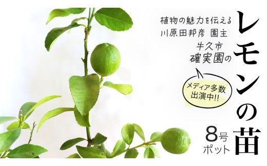 レモン の 苗 8号ポット 1点 苗木 庭木 果樹 ガーデニング 家庭菜園 園芸 鉢植え 庭木 果物 くだもの  観葉植物 インテリア 植木鉢