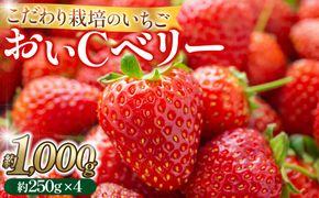 こだわり栽培 いちご おいCベリー 約1kg（約250g×4パック）【2026年1月下旬～2026年4月末までお届け】 232238_DS002