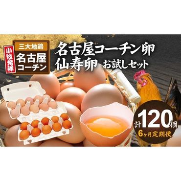 【6ヶ月定期便】名古屋コーチン卵・仙寿卵お試しセット（各10個入り）×6回（計各60個） [006K04-T]