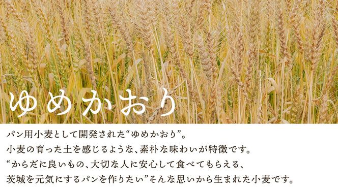 【 3ヶ月 定期便 】茨城県産 小麦の イギリスパン 2斤 2本 セット 食パン パン 小麦 冷凍 プレゼント ギフト [AU018ci]