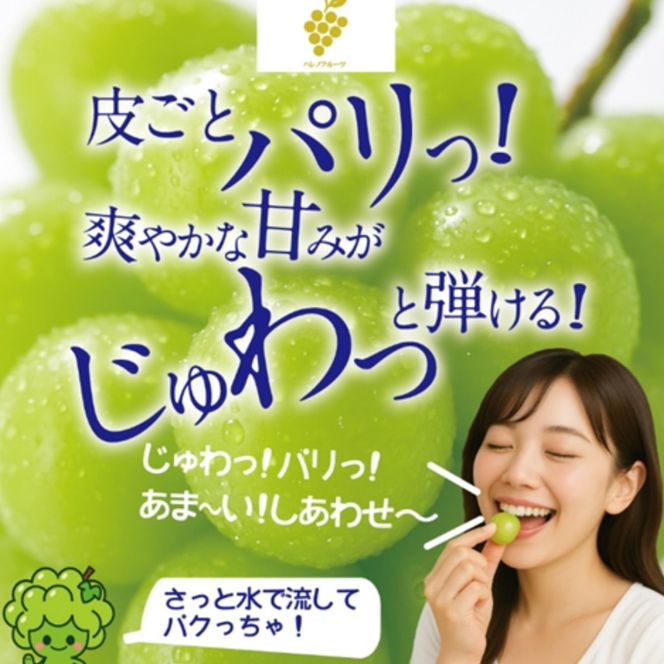【先行予約】【訳あり】木熟ぶどう ハレノシャイン シャインマスカット 2房 約1.2㎏ 10月～11月発送 | 岡山県産 皮ごと食べる みずみずしい 甘い フレッシュ 晴れの国 おかやま 家庭用 訳あり 訳アリ ハレノフルーツ