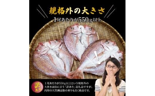 驚愕の大きさ！訳あり天然鯛の一夜干し1.8kg_1554R