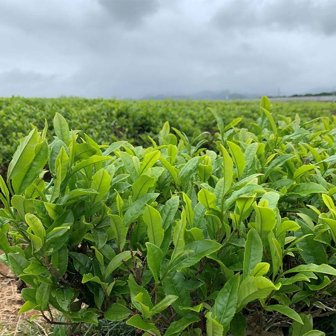 煎茶 100g ＋ 棒茶 100g 缶入りセット お茶 飲み比べ セット 詰合せ 缶入り 茶葉 緑茶 日本茶 ほうじ茶 飲料 贈り物 ギフト 国産 日本製 復興 震災 コロナ 能登半島地震復興支援 北陸新幹線 F6P-0241
