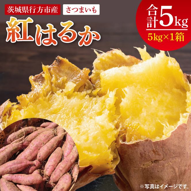 【2025年9月より順次発送】さつまいも(紅はるか) 約5kg｜さつまいも 芋 サツマイモ 紅はるか 先行予約 茨城県 行方市(HP-1)