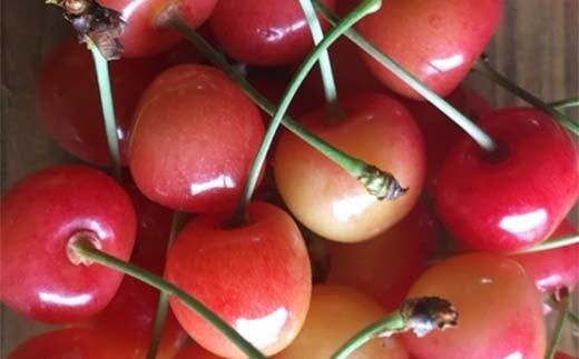 FYN6-053 ≪2026年先行予約≫山形県 品種おまかせ さくらんぼ 500g M～L 秀品 バラパック 2026年6月上旬頃から順次発送 果物 くだもの フルーツ 夏果物 サクランボ チェリー ご自宅用 ご家庭用 山形県 西川町 月山