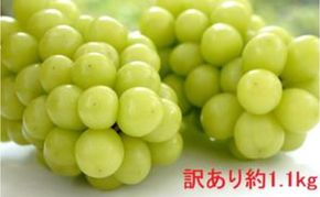 （地域・期間限定）訳あり YANAGISAWA FRUITS GARDENの シャインマスカット 約1.1kg 果物 ぶどう フルーツ おやつ デザート 食後 秋の味覚 産地直送 長野県産 有機肥料
