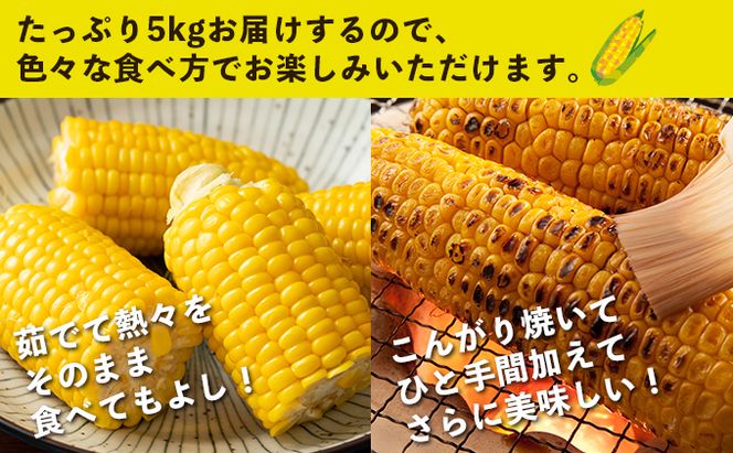 北海道 倶知安町 とうもろこし 味来 みらい 北海道 5kg 2Lサイズ 大きめ 夏野菜 とうきび 旬 新鮮 野菜 トウモロコシ ギフト 産地直送 産直 お取り寄せ 詰め合わせ 送料無料 13本 高糖度 