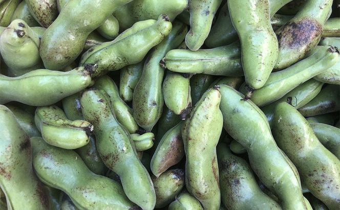 自然栽培 朝日米 2キロ＋ 旬 の 野菜 6～8品 (栽培期間中農薬不使用) 詰め合わせ 田畑のごちそう便 [№5735-1938]
