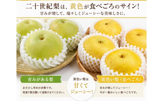 【先行予約】鳥取県産 二十世紀梨 3kg(8〜12玉) 良品 ご家庭用 / 梨 なし 青梨 和梨 2026年9月発送 フルーツ 312011_GN001