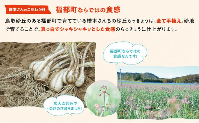 橋本さんちの根付き生らっきょう 6kg 312011_BL005