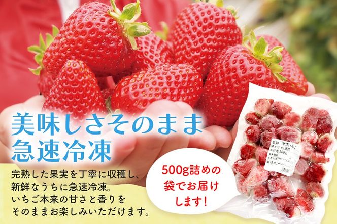冷凍いちご(いちごさん)1kg(500g×2)【佐賀県 いちごさん 冷凍いちご 新鮮 果実 加工 甘さ 香り デザート スムージー ソース】(H116229)