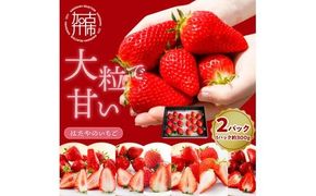 はたやのいちご 2Pセット《 いちご 苺 イチゴ フルーツ 果物 国産 フルーツ工房はたや あまえくぼ 章姫 あまクイーン ロイヤルクイーン ぽりっちご あまおとめ 堅しろう 》【2501C09702】