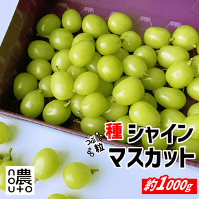 ＜25年発送先行予約＞【訳あり】 シャインマスカット 粒 1kg以上 154-033