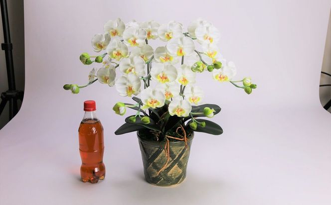 綺麗で丈夫な三河陶器で贈る光触媒胡蝶蘭小輪３本立（グリーンの陶器×白色の花） H100-111