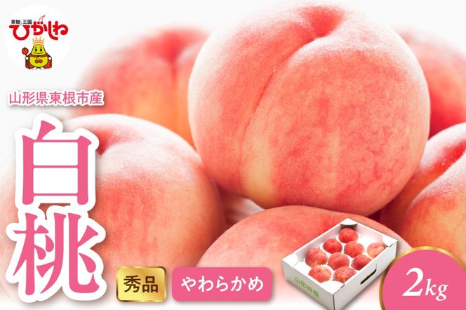 2025年産 白桃（柔らかめ） 2kg 秀品 山形県 東根市 hi082-006-2