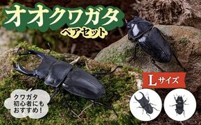 オオクワガタ ペア (Lサイズ)　糸島市 / 糸島クワガタの森 昆虫 ペット [AUN004] クワガタ オオクワガタ  クワガタムシ 昆虫 ペット 虫 生体 国産 ペア 成虫
