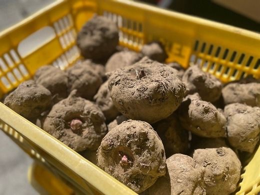 【1.6-43】生芋小玉こんにゃく