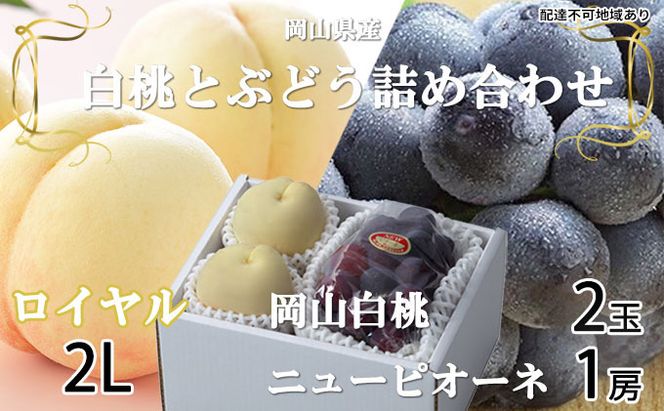 桃 ぶどう 2026年 先行予約 岡山 白桃 ロイヤル 2玉×約250g（2Lサイズ、早生種・中生種）ニュー ピオーネ 1房約500g  詰め合わせ 岡山県産 フルーツ 