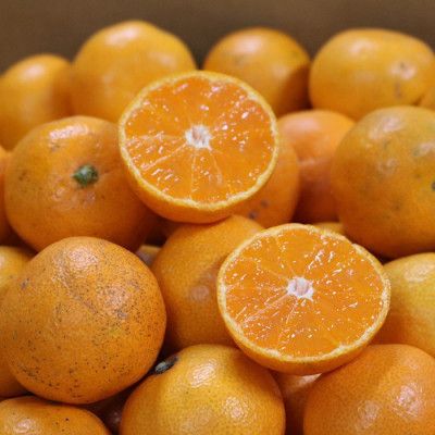 【先行予約】 有田みかん 家庭用 約5kg サイズ混合 和歌山県産