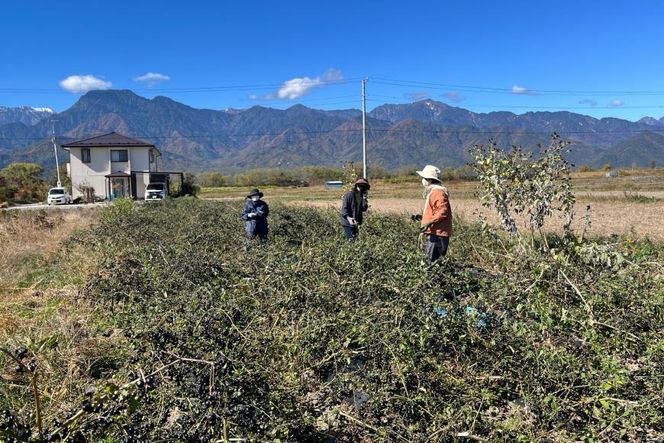 アルプスハックルベリージャム 190g 1個  [花とハーブの里 ガーデンハックルベリー生産者の会 長野県 池田町 48110642] ベリー 果物 フルーツ プレザーブ ジャム ガーデンハックルベリー