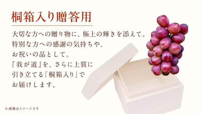【桐箱入り】 我が道 １房【2026年9月上旬発送開始】(茨城県共通返礼品：大子町) シャインマスカット ウインク 葡萄 ブドウ ぶどう 果物 フルーツ 希少 新品種 贈答用 贈り物 ギフト プレゼント