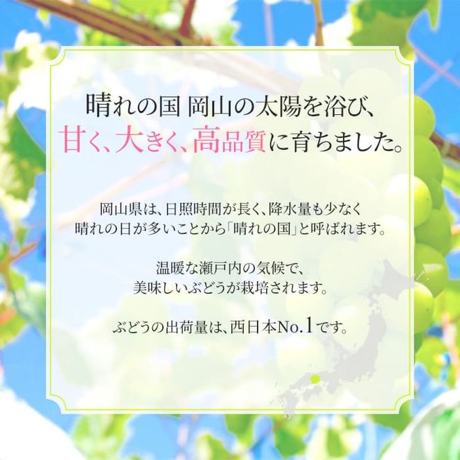 ぶどう 2026年 先行予約 シャイン マスカット 晴王 特大房 2房入り 合計約2kg 大粒 種無し ブドウ 葡萄 岡山県産 国産 フルーツ 果物 ギフト 橋田商店