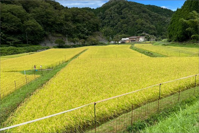 令和7年産 京丹後・野間産　田渕さんちのおいしいお米 個包装 2合×6袋入　AN00080