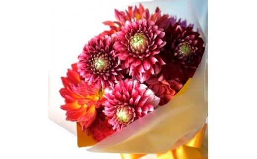 【CF-R7hbk】t183tmf　《12ヵ月定期便》ダリア 花束 初回花瓶付 定期便 定期コース 全12回 延命剤付き ラッピング 花びん 生花 花束 ブーケ 花 お花 可愛い キレイ おしゃれ 供花 お供え ギフト プレゼント