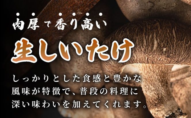 訳あり 湘南しいたけ 生 しいたけ 1.5kg 規格外 訳アリ しいたけ シイタケ 椎茸 きのこ キノコ ヘルシー 栄養 肉厚 ジューシー フレッシュ 国産 産地直送 アレンジ BBQ バーベキュー 北海道 伊達市【農福連携】