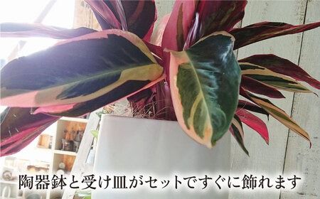 緑、白、赤の色合いが絶妙！『 ストロマンテ ・ トリオスター 』 糸島市 / cocoha [AWB019] 観葉植物 緑 グリーン 暮らし インテリア 植物 鉢 おしゃれ 室内
