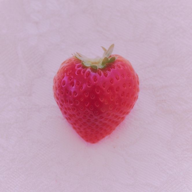 完熟オーガニックとちあいか 大玉・普通サイズ食べ比べ ※2026年12月～発送