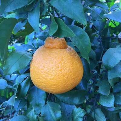 ZE6108n_有田の不知火(しらぬひ) 【訳あり　家庭用】7.5kg 小玉（ S～Lサイズ混合）まごころ手選別