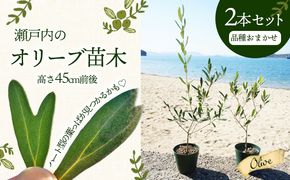 【 小豆島 】【2026年3月より発送】瀬戸内のオリーブ苗木2本セット 植物 インテリア 観葉植物 