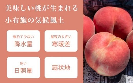 季節の桃 約2kg 約3kg 約5kg 選べる内容量 ［ おぶせファーマーズ ］桃 もも モモ ピーチ フルーツ 果物 たまき なつき あかつき 川中島白鳳 なつっこ 川中島白桃 黄金桃 だて白桃 先行予約 長野県産 信州産 クール便 冷蔵便 お取り寄せ 産地直送 数量限定 産地 直送 先行予約 2025 令和7年産【2025年7月中旬～9月中旬発送】