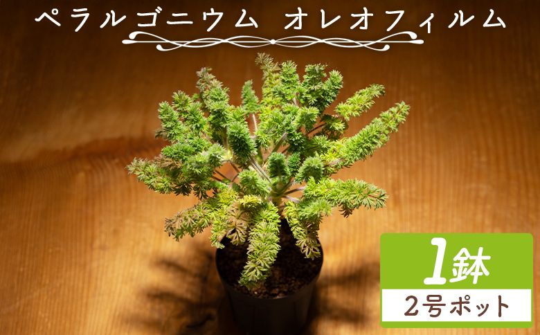 塊根植物 オレオフィルム ペラルゴニウム - 植物 インテリア ナチュラル 自然 グリーン カラフル 観葉植物 おしゃれ 癒し かわいい 多肉植物 塊根植物 サキュレントフィールド Succulent field 高知県 香南市 常温 cc-0014