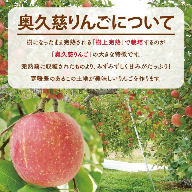 【数量限定/先行予約】奥久慈りんご「サンふじ」約5kg（12～23玉）【2026年11月上旬頃発送予定】斉藤りんご園第2直売所｜茨城県 大子町 樹上完熟 林檎 果物 フルーツ 旬 産地直送 （CG008-1）