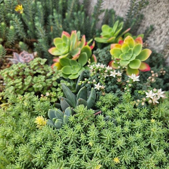 159-2055-02　セダム（多肉植物） 寄せ植えキッド：3個セット 【 神奈川県 大磯町 】