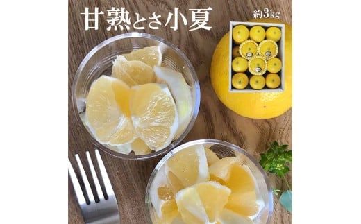 【先行予約】甘熟とさ小夏 約3kg S～Lサイズ〈2027年4月上旬～2027年5月中旬頃発送〉  / 特選品 贈答用 果物 柑橘 フルーツ 日向夏 ニューサマーオレンジ こなつ 小夏 すくも小夏 宿毛小夏 みかん【白木果樹園】 [BQAI029]