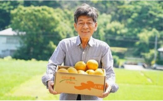【先行予約】 数量限定  河内晩柑 樹齢 30年以上 訳あり 9kg （ Mサイズ 以上 ） 9000円 みかん mikan 蜜柑 ミカン わけあり かわちばんかん 愛南ゴールド あいなん ゴールド 文旦 派生 和製 グレープフルーツ 産地直送 国産 農家直送 期間限定 特産品 ゼリー ジュース アイス 等に 人気 限定 甘い さわやか フルーツ 果物 柑橘 蜜柑 みかんの山祥 愛南町 愛媛県