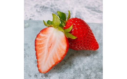 【先行予約】【２０２７年１月下旬～３月下旬に随時発送】 朝摘み　旬いちご 約300ｇ×4パック