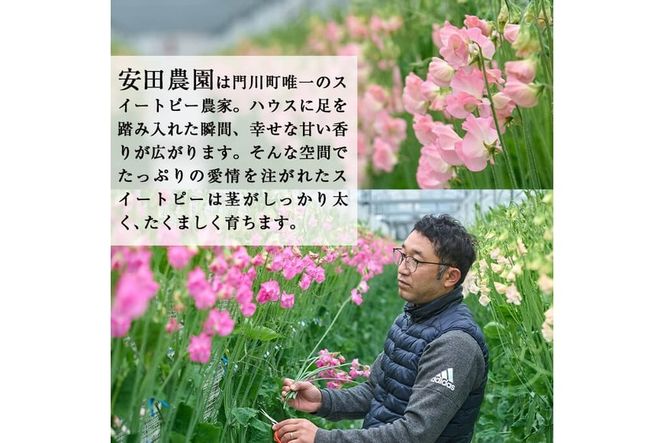 ＜先行予約受付中！2025年12月中旬以降順次発送予定＞門川町産スイートピーミックス(計100本・50本×2束) 花 フラワー ギフト 贈り物 プレゼント 常温 保存 宮崎県 門川町【AL-1】【安田農園】