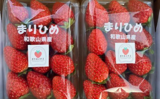 【12月中旬～2月下旬発送】 まりひめ 和歌山県産 ブランドいちご 大粒系 約300g×2パック入り