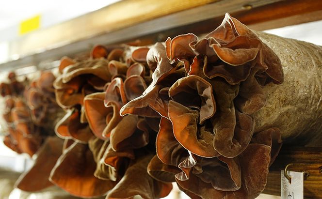 兵庫県加西市産　安全安心/根日女きくらげ佃煮詰合せ 加工食品 野菜 きのこ 茸 キノコ 木耳 キクラゲ 惣菜 和惣菜 