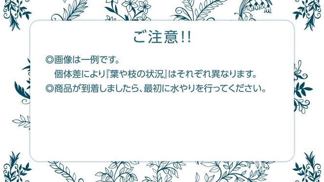 クロトンノキ グリーンエレガンス 5号ポット 1点 家庭 で 園芸 鉢植え 苗 庭木 果樹 ガーデニング 植物 確実園 観葉植物 インテリア 植木鉢 [BG019us]