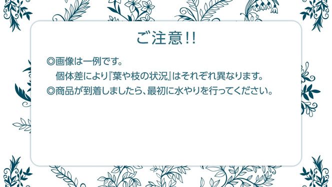 クロトンノキ グリーンエレガンス 5号ポット 1点 家庭 で 園芸 鉢植え 苗 庭木 果樹 ガーデニング 植物 確実園  [BG019us]