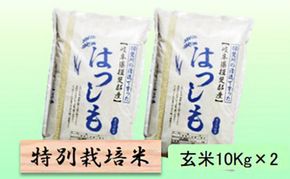 【令和7年産】特別栽培米 20kg【玄米】（ハツシモ）