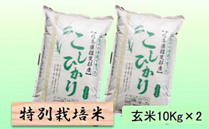 【令和7年産】特別栽培米 20kg【玄米】（コシヒカリ）